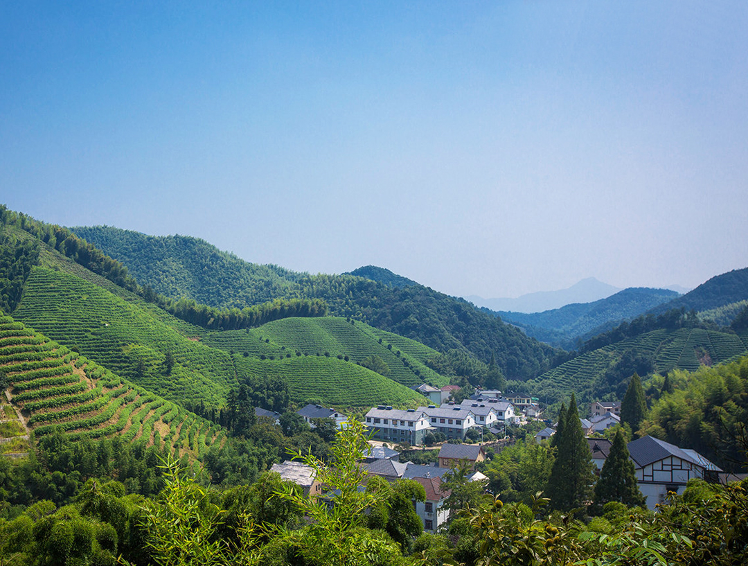 徑山禪村采茶區